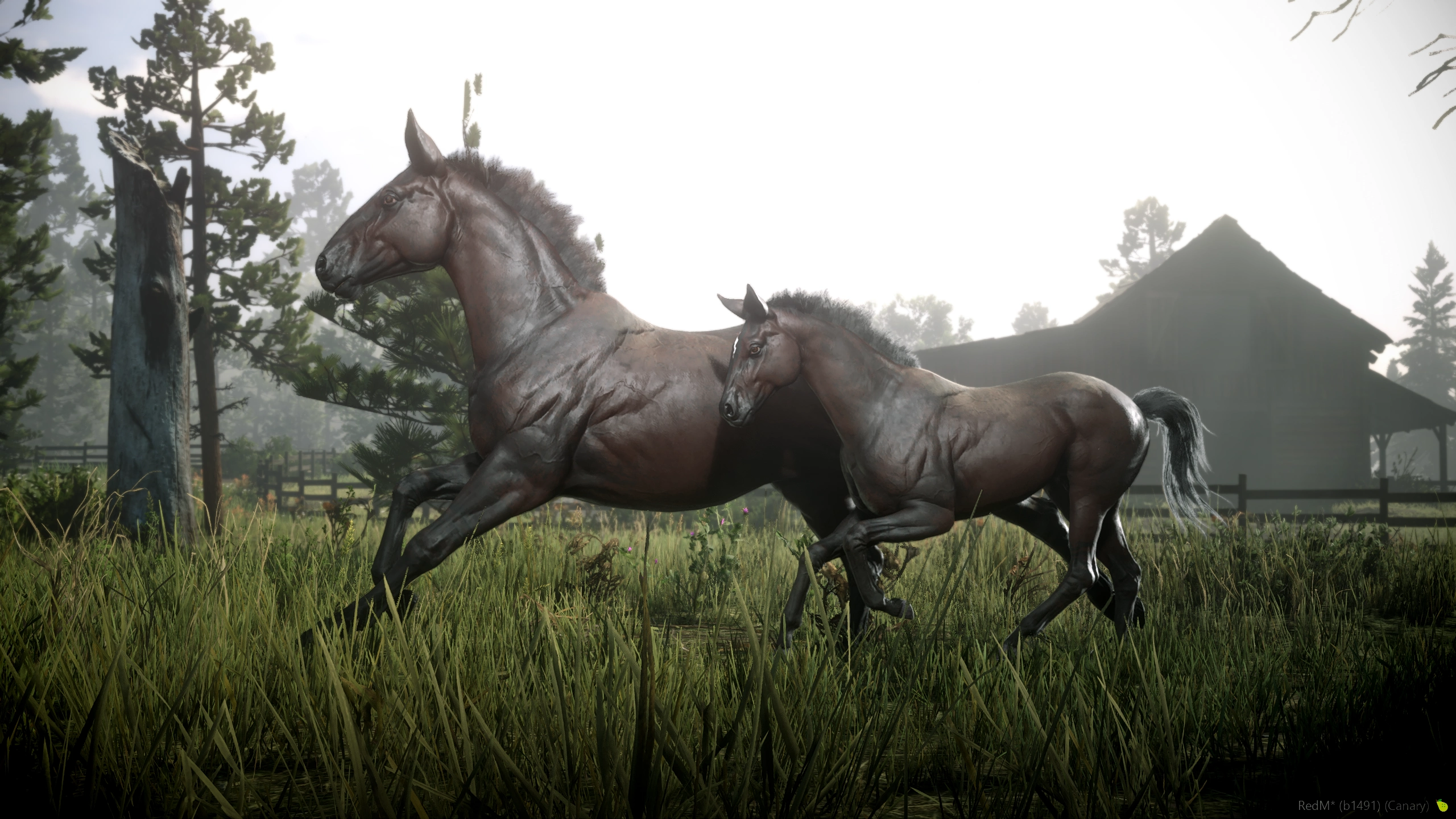 A new custom foal running beside an adult horse in Sire VLC Horses